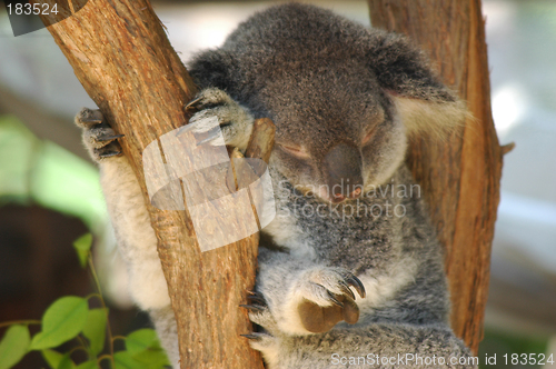 Image of The Koala