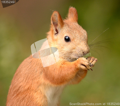 Image of squirrel