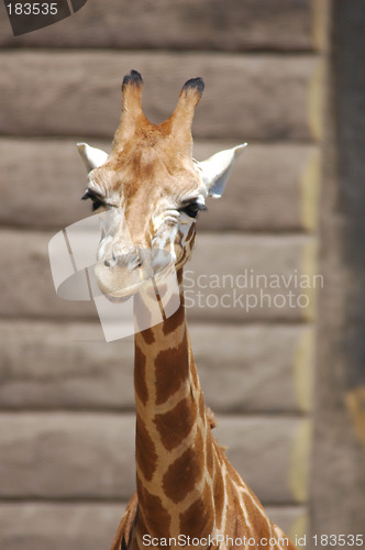 Image of The Baby Giraffe