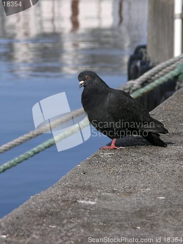 Image of Curious dove