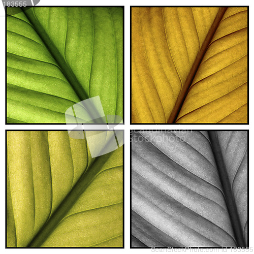 Image of Autumn leaf details