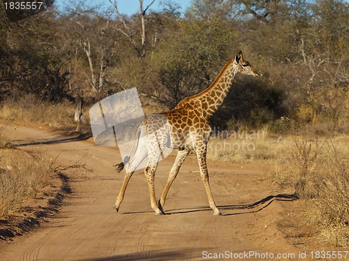 Image of Giraffe