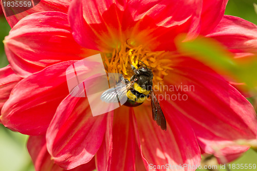 Image of Beetle pollinating a flower