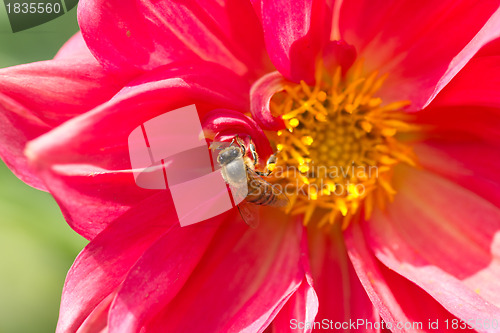 Image of Honey bee pollinating a flower