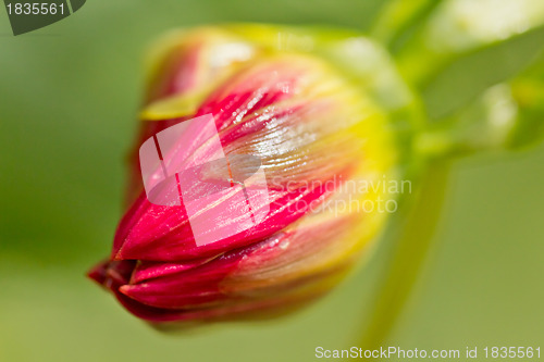 Image of Blooming flower bud