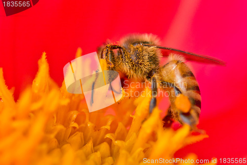 Image of Honey bee pollinating a flower