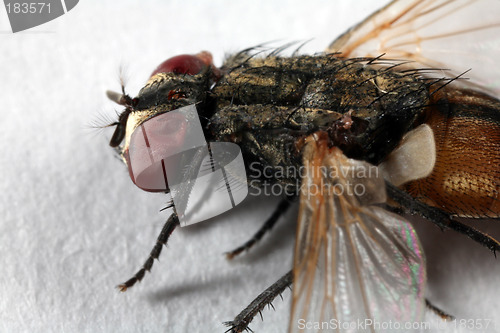 Image of Big fly