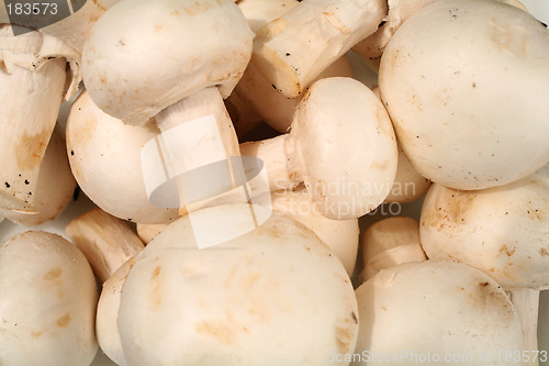 Image of Champignon