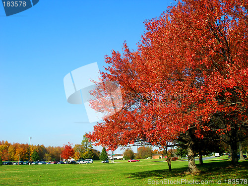 Image of Red Maple in Fall