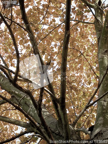 Image of Soft Color Fall Tree