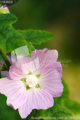 Image of Flowers, Soft Pink Flower