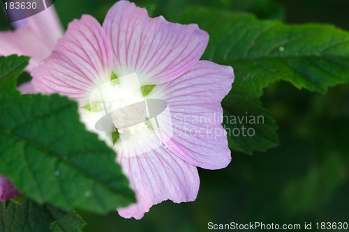 Image of Flowers, Soft Pink Flower