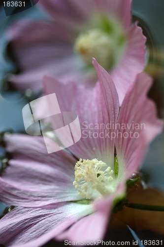 Image of Flowers, Soft Pink Flower