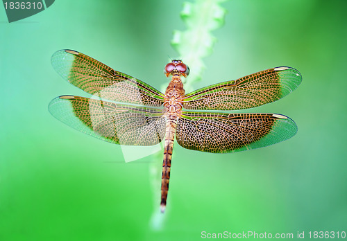 Image of Dragonfly