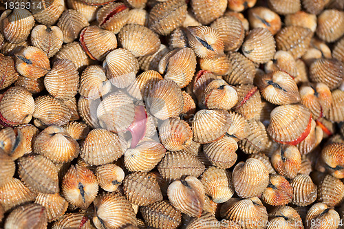 Image of Shellfish Blood Cockles - edible background