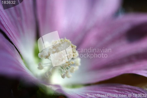 Image of Flowers, Soft Pink Flower