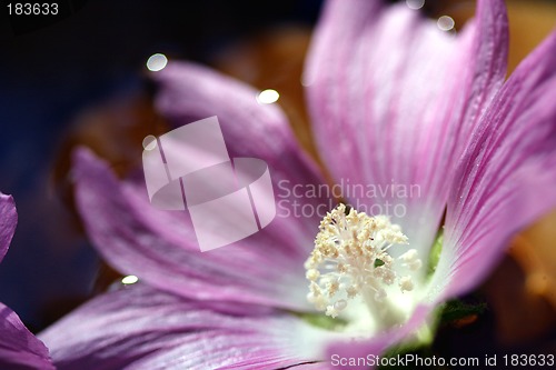 Image of Flowers, Soft Pink Flower