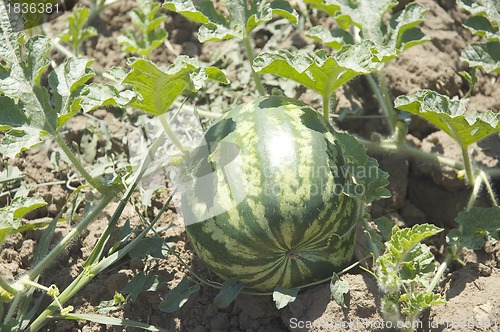 Image of Water-melon field
