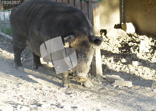 Image of Wild boar in the zoo