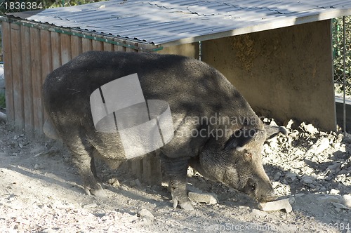 Image of Wild boar in the zoo