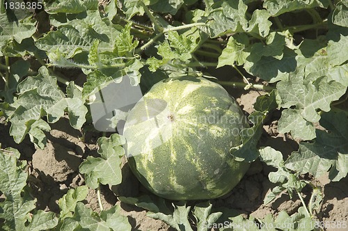 Image of Water-melon field