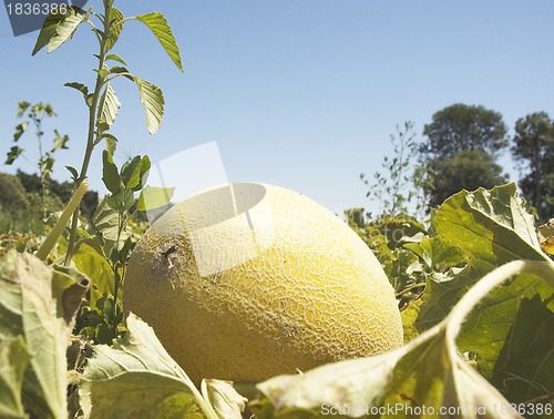 Image of Field of melons