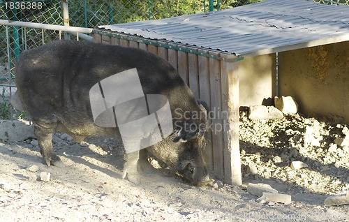 Image of Wild boar in the zoo