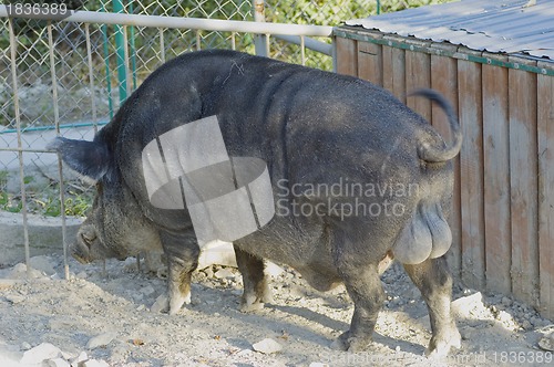 Image of Wild boar in the zoo