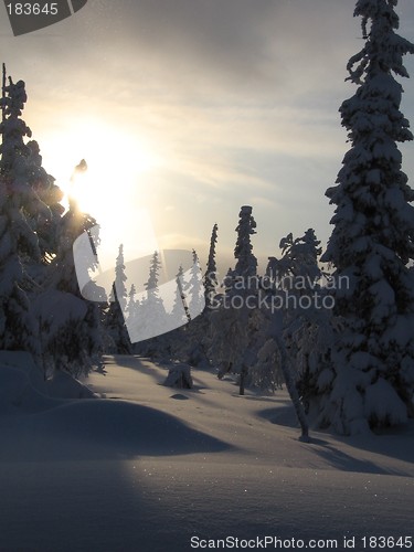 Image of Winter Landscape