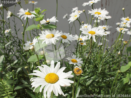 Image of Daisy flower