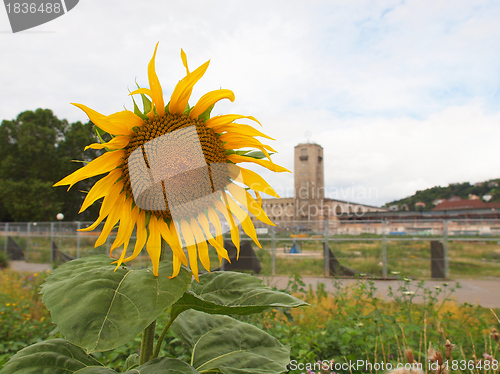 Image of Sunflower flower