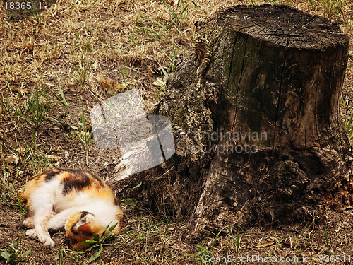 Image of Kitten