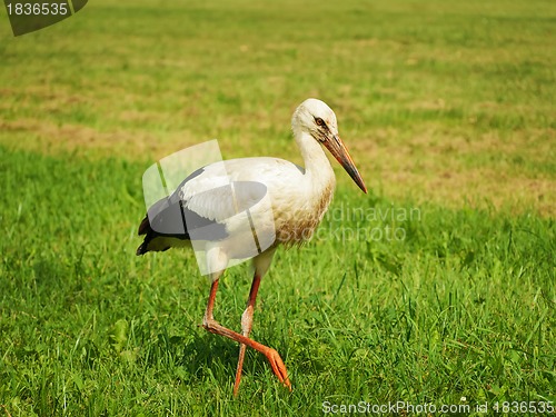 Image of Stork