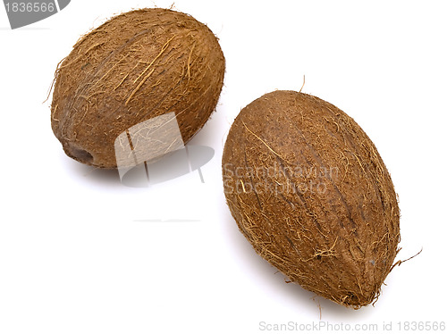 Image of coconut 