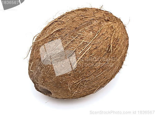 Image of coconut 