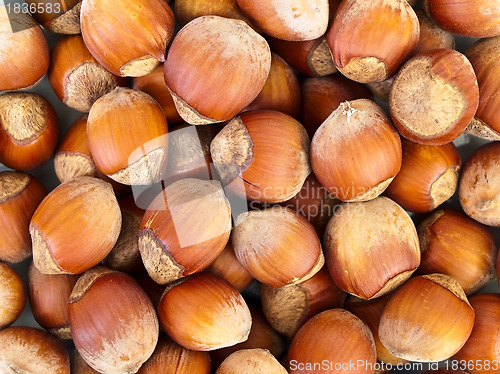 Image of hazelnut background