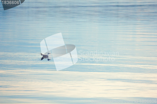 Image of Gull on of lake