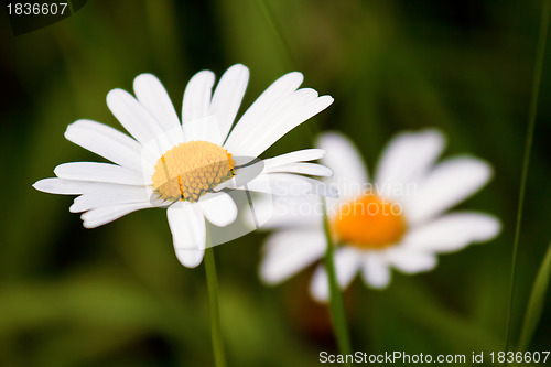 Image of chamomile