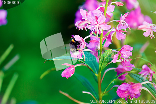 Image of Bumblebee on a flower willow-against