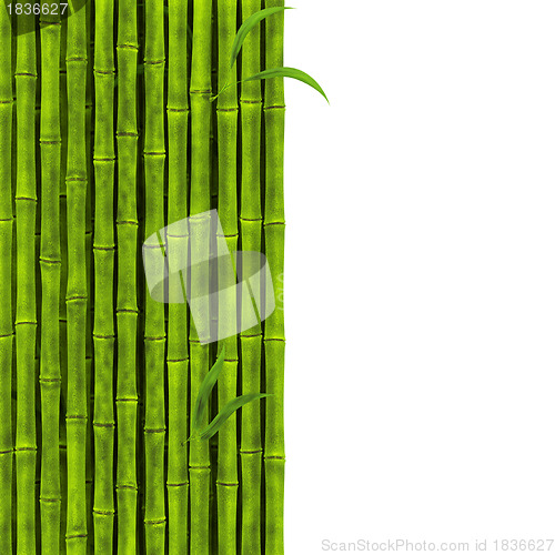 Image of Bamboo