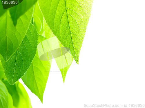 Image of green leaves