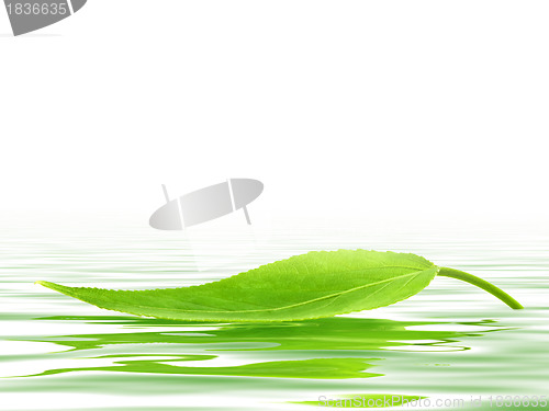 Image of Leaf