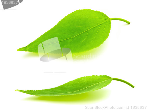 Image of green leaves