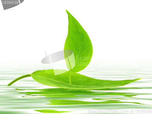Image of Leaf