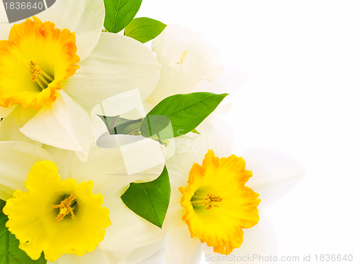 Image of narcissus