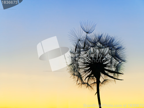 Image of dandelion