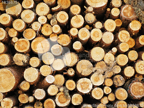 Image of logs in the forest