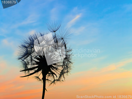 Image of dandelion