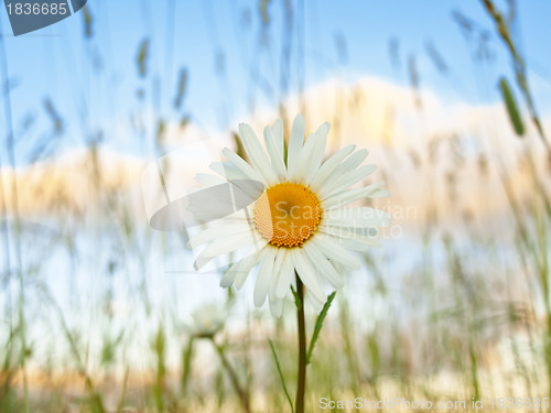 Image of daisy