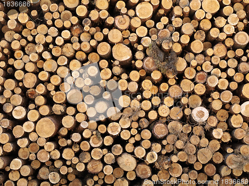 Image of logs in the forest